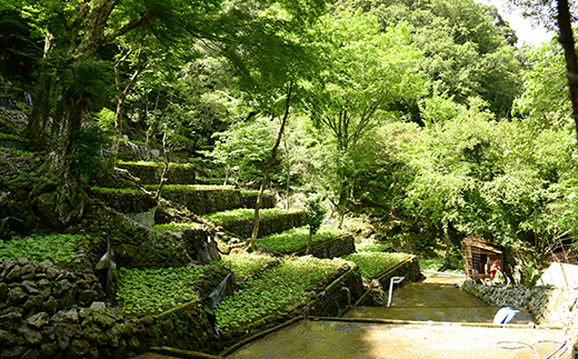世界農業遺産認定本わさびのご紹介！ | 静岡県西伊豆町ふるさと納税サイト