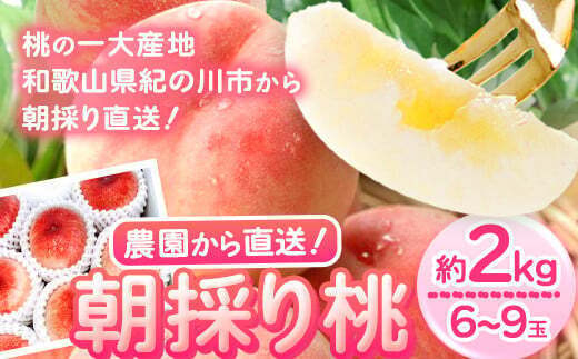 朝採り桃 はやし農園 約2kg《2023年6月中旬-8月上旬頃より順次出荷