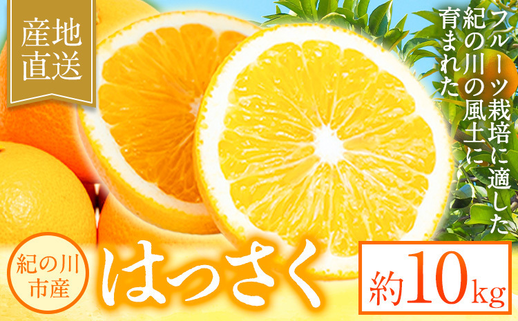 八朔 約10kg m＆n果実園《2026年1月下旬-3月中旬頃より出荷》和歌山