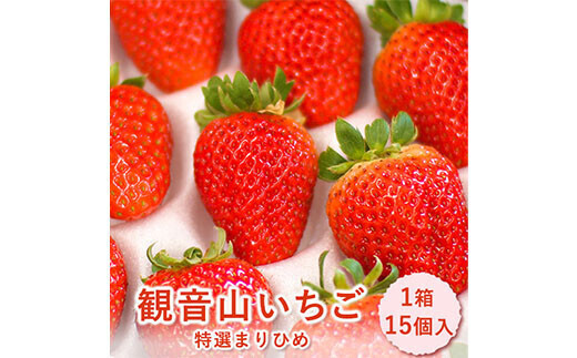 まりひめ いちご(箱込み約700g×2) 特大 18日発送 苺 イチゴ いちご まりひめ 約500g ( 250g × 2パック ) お試し パック 苺
