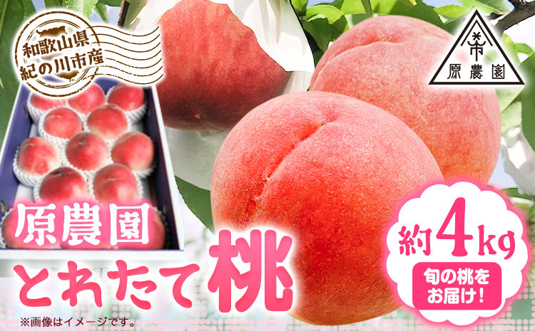 とれたて桃 旬の桃をお届け 約4kg 原農園《2024年6月中旬-8月下旬頃