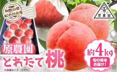 ご家庭用 温州みかん 5kg (S～Lサイズ混合) 和田果樹園【先行予約