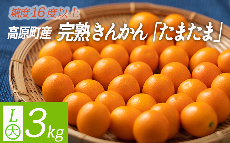 糖度16度以上》宮崎完熟きんかん「たまたま(Lサイズ)」3kg TF0052