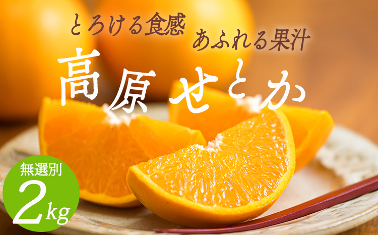 期間限定》柑橘の高級ブランド「せとか」 オレンジ色のみずみずしい