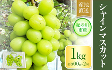 シャインマスカット シャインマスカット約1kg(約500g×2房) m＆n果実園《8月下旬-10月上旬