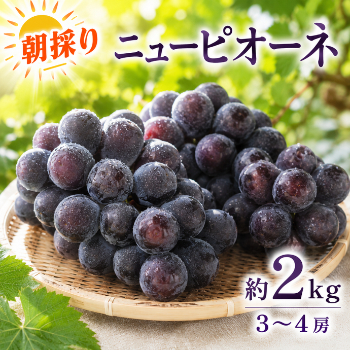 ぶどう ニューピオーネ 約2kg 3～4房 高梁市産 2027年 先行予約 贈答用