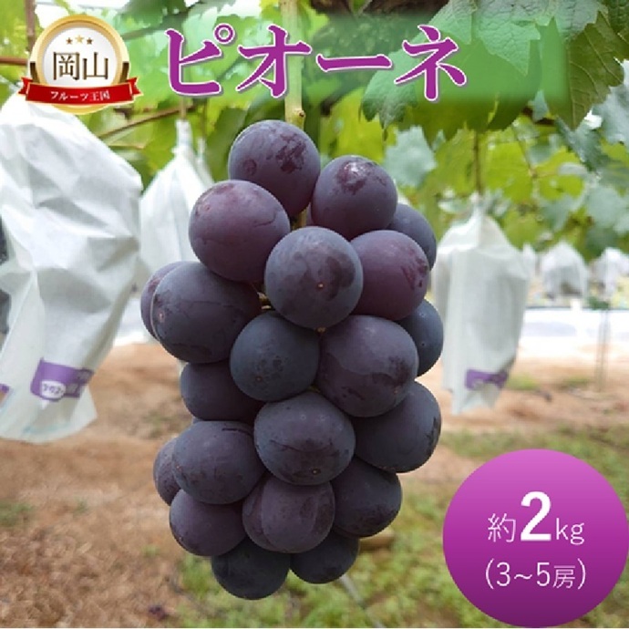 2026年 早期受付 ぶどう ピオーネ 約2kg 3～5房 岡山県高梁市産 岩原