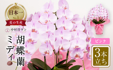 中村洋ランの胡蝶蘭 ミディ 3本立ち ピンク | 田原市公式ふるさと納税