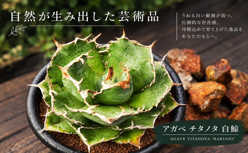 アガベ チタノタ 白鯨 | 兵庫県加西市公式ふるさと納税【直営】サイト