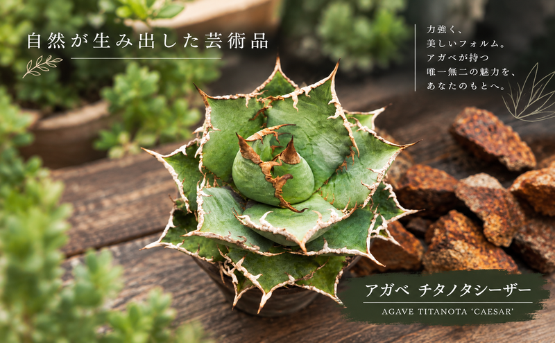 アガベ チタノタ シーザー | 兵庫県加西市公式ふるさと納税【直営】サイト