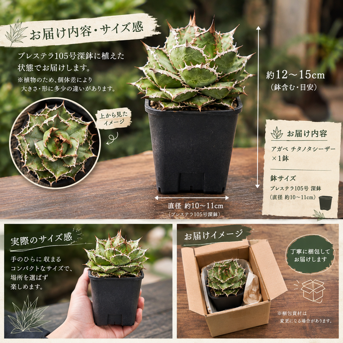 アガベ チタノタ シーザー | 兵庫県加西市公式ふるさと納税【直営】サイト