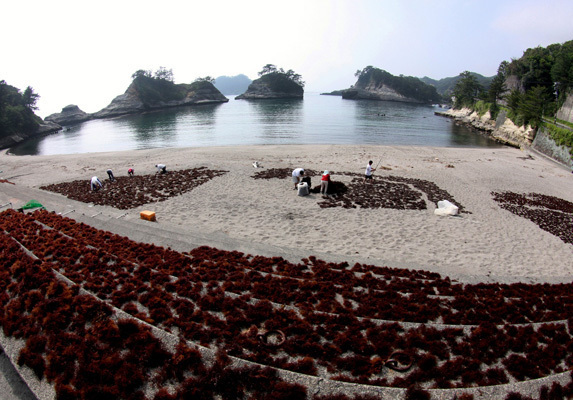 三角屋水産の「西伊豆のところてん詰合せ（12個入）」 心太 天草 選択
