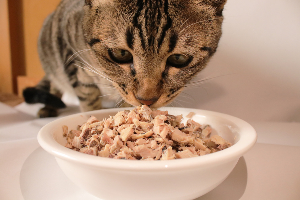 わんちゃん、猫ちゃん　ご飯　ペットフード party_thum.jpg