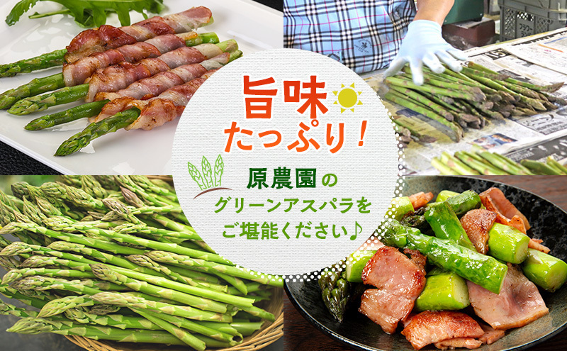 令和9年産】2027年発送 先行予約 アスパラ専門農家の特選グリーン