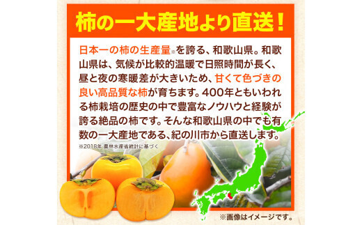 先行予約】たねなし柿（刀根早生柿・平核無柿）約7.5kg（28～36玉前後