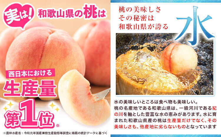 桃 もも 和歌山県産 約1.9kg 【2027年先行予約】《2027年6月中旬-8月