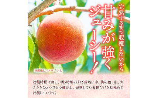 あら川の桃 約2kg 5-6玉 山名農園 《2023年6月下旬-9月中旬頃より順次