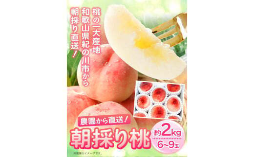 朝採り桃 はやし農園 約2kg《2023年6月中旬-8月上旬頃より順次出荷