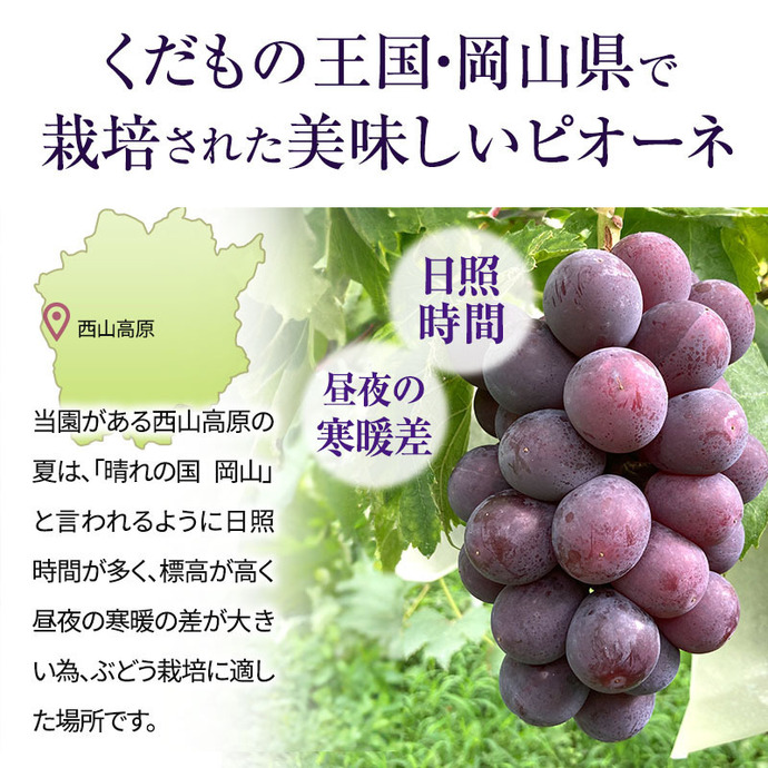 【小粒大容量】 訳あり雄宝 4kg【長野県産ブドウ】 訳あり 辻葡萄園 の ニュー ピオーネ 約4kg ご家庭用 満杯詰め 岡山県