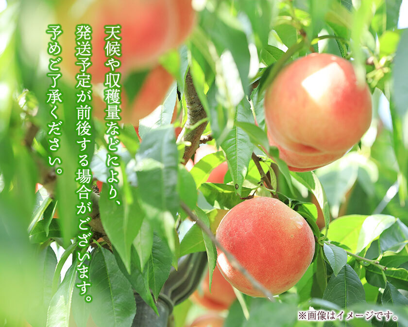 予約受付】和歌山の桃2kg(5個～8個入り) 児玉農園《2023年7月上旬-8月