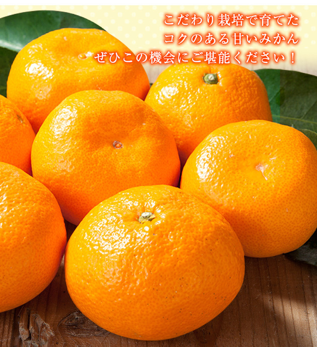 みかんページ　香茸 先行予約】観音山みかん(とろコク一番人気) 4kg 有限会社柑香園《2023