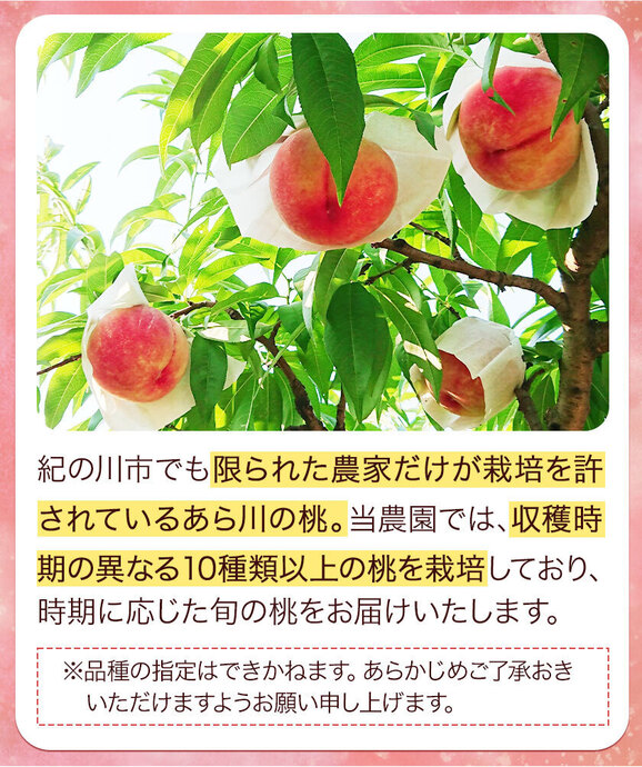 【あら川の桃】約2kg（5〜8個）贈答用・7/6以降〜発送予定・常温配送 楽天市場】2025年 ご予約開始 贈り物 ギフト ヘルシー 送料無料