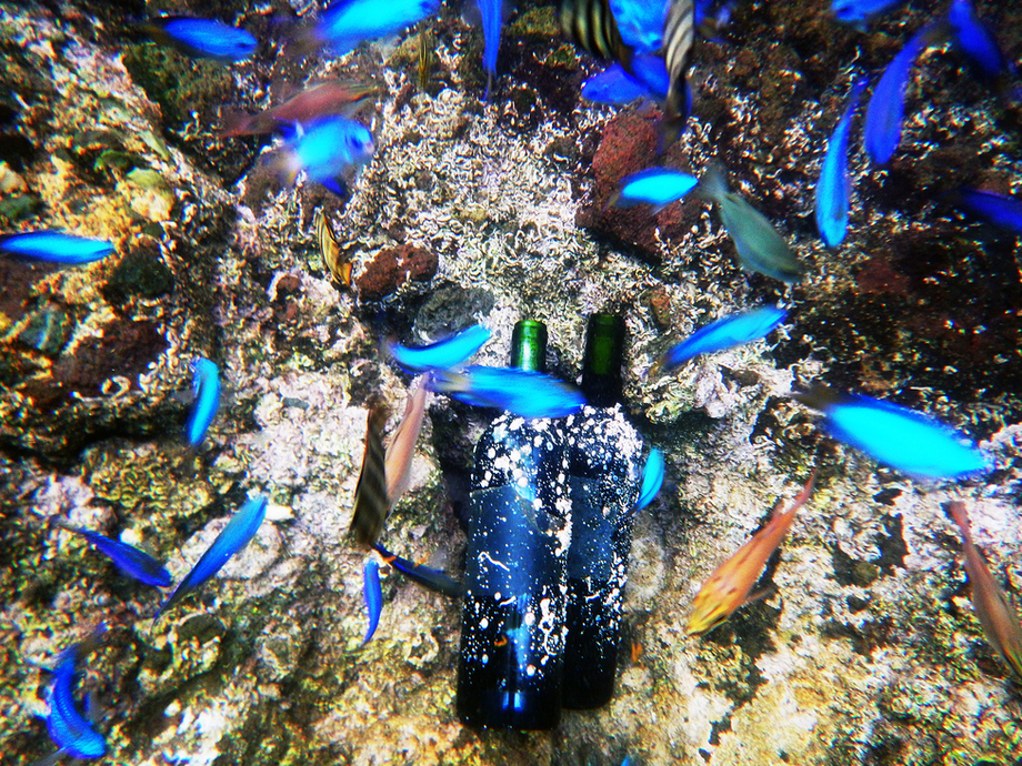 海底熟成ラッセンワイン 西伊豆浮島 海中ドルフィンズ（TYPE Aラベル