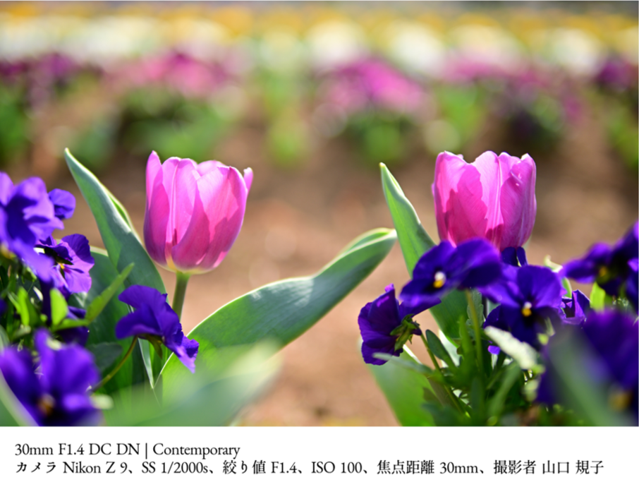 Sigma 単焦点レンズ3本セット SIGMA APS-Cサイズ用 単焦点レンズ3本セット（富士フイルムX