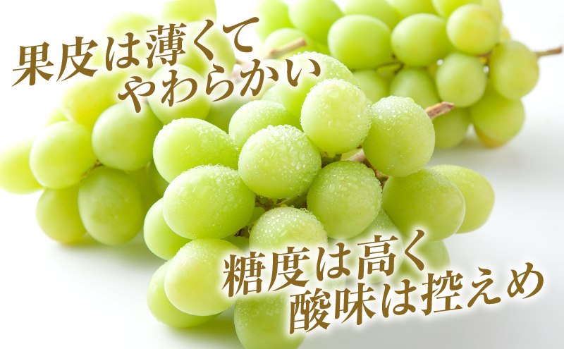 シャインマスカット 約4kg ぶどう 葡萄 フルーツ 岡山 高梁市産 2026年