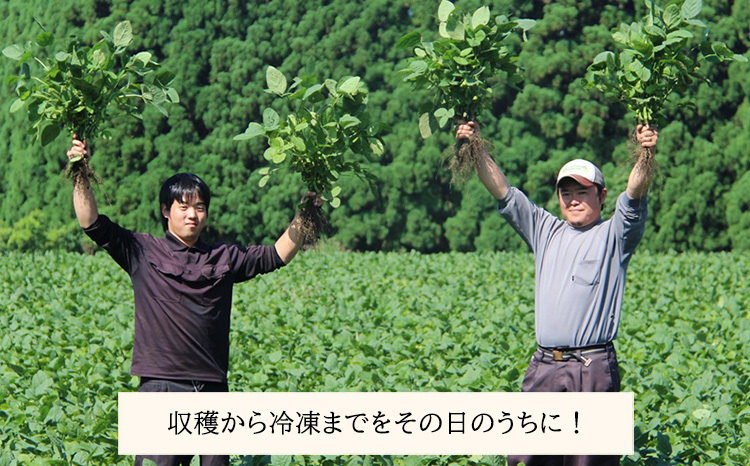 宮崎県産えだまめ3kg(500g×6袋) TF0296-P00019 | 【たかふる】宮崎県