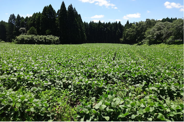 えだまめ 楽天市場】【ふるさと納税】宮崎県産えだまめ 3kg(500g×6袋) 自社農園