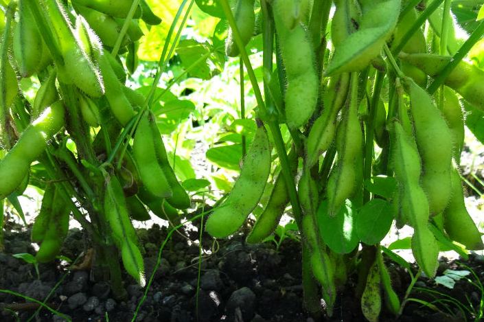 宮崎県産えだまめ3kg(500g×6袋) TF0296-P00019 | 【たかふる】宮崎県