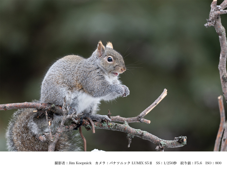 SIGMA 500mm F5.6 DG DN OS Sports【Lマウント】 | 【公式】福島県ばん