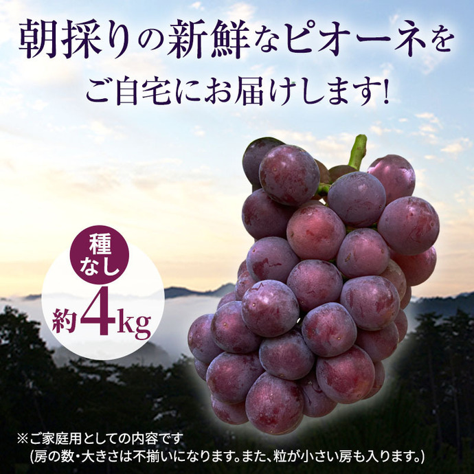 訳あり 辻葡萄園 の ニュー ピオーネ 約4kg ご家庭用 満杯詰め 岡山県