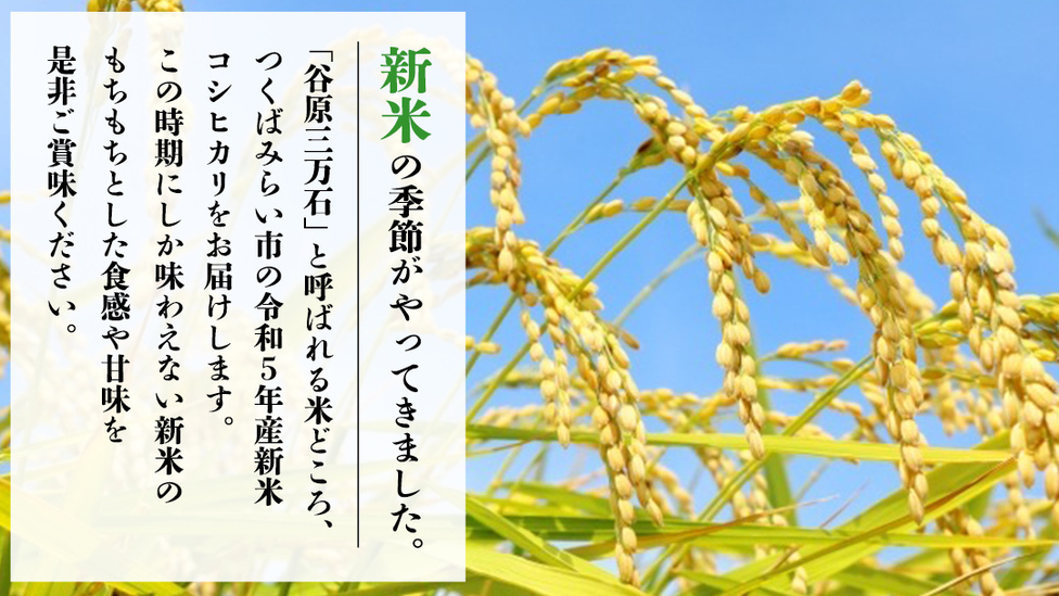 ぴーなっつぼうや 茨城県産コシヒカリ 30kg 精米済み 茨城県産コシヒカリ 30kg（5kg×6袋） 【精白米】 令和6年産 米