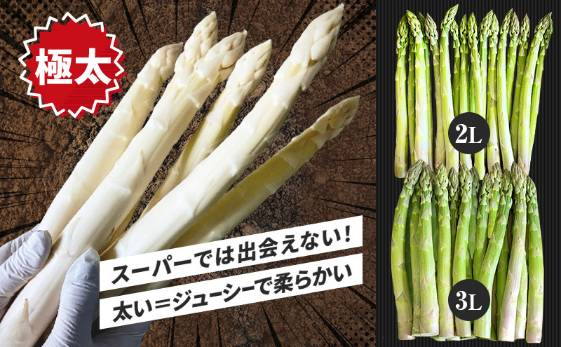 令和8年産】 〔メディア掲載されました〕 ホワイト アスパラガス 2L