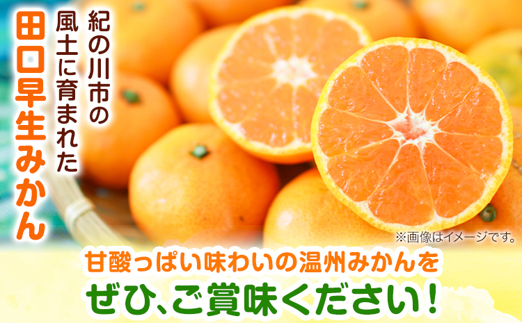 早生みかん(田口早生) 約5kg《2025年11月中旬-12月末頃より出荷予定