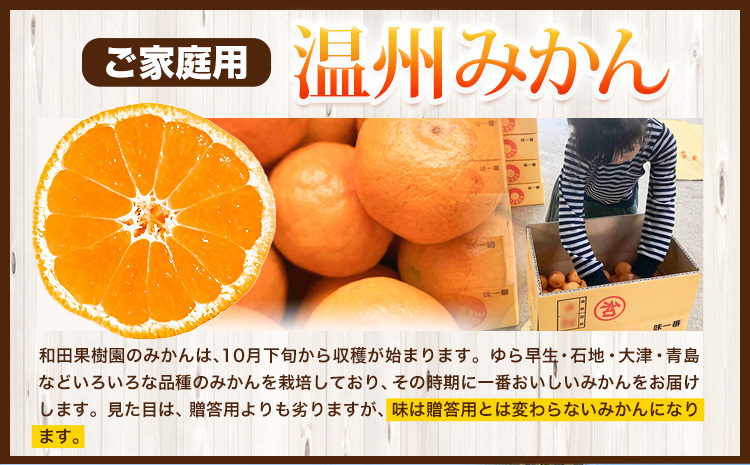 ご家庭用 温州みかん 5kg (S～Lサイズ混合) 和田果樹園【先行予約