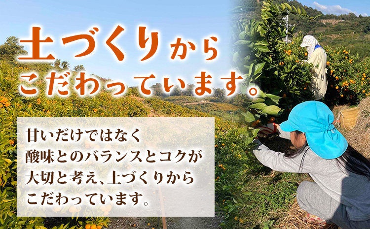 ご家庭用 温州みかん 5kg (S～Lサイズ混合) 和田果樹園【先行予約