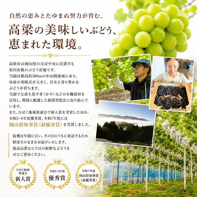 ぶどう ニューピオーネ 約2kg 3～4房 高梁市産 2027年 先行予約 贈答用
