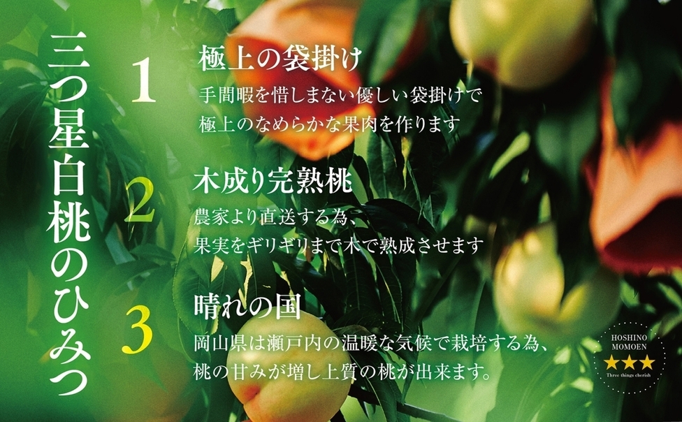 先行受付【清水白桃】岡山県産 三つ星 星乃桃園 780g (3玉) 1614286