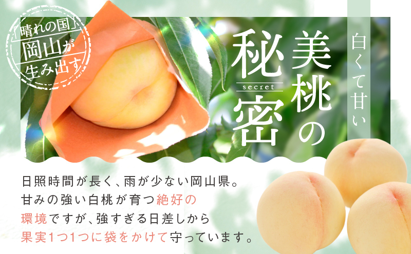 桃 2027年 先行予約 清水白桃 5玉 合計約1.3kg もも モモ 岡山県産