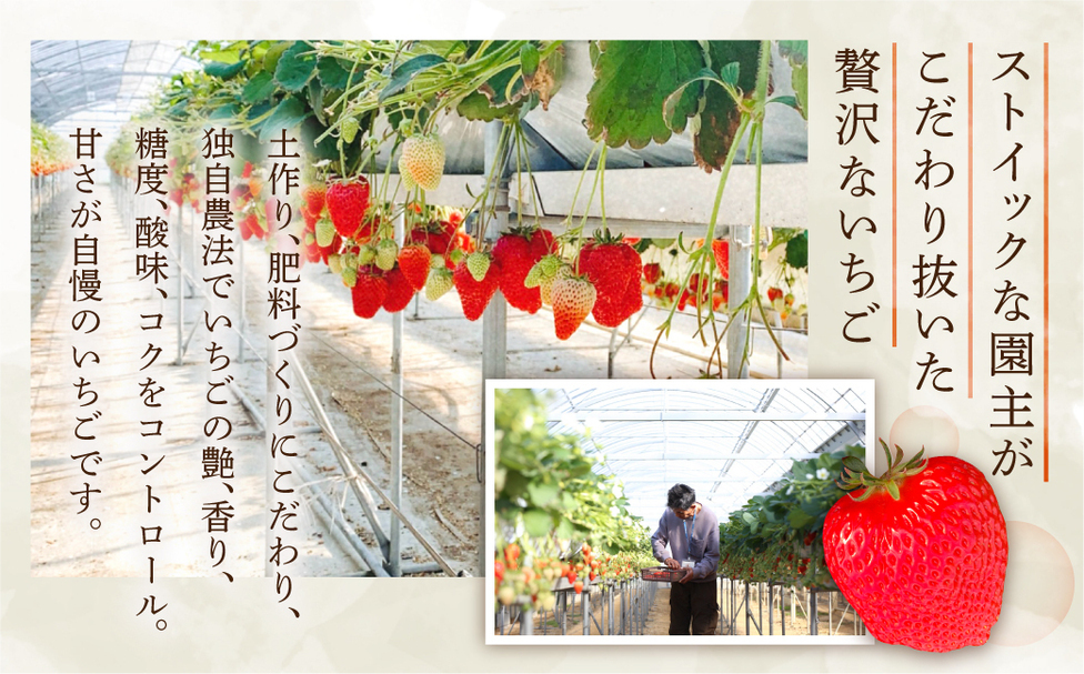 菜の花いちご 1パック(6～8粒入)・大粒2玉 | 田原市公式ふるさと納税