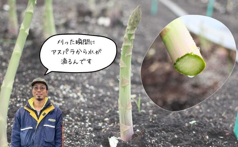 2026年4月～発送】 北海道上富良野産 グリーンアスパラガス 太くて
